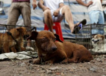 México, 1er lugar en maltrato animal