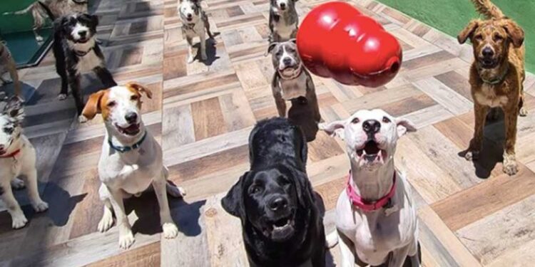 Van por regularizar ‘guarderías de animales’