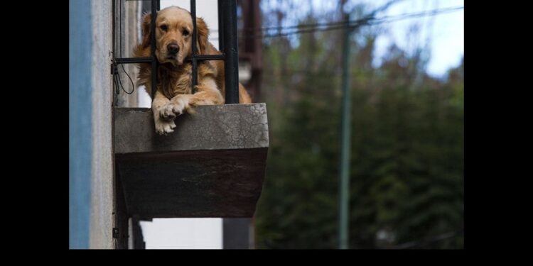 Cárcel para quienes roben mascotas en la CDMX