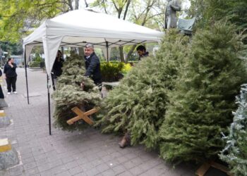 Reciclan árboles de Navidad en Miguel Hidalgo