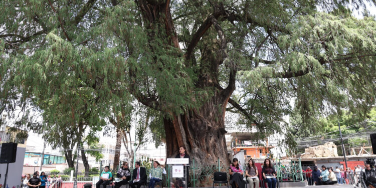 Brugada también va por la defensa de los árboles