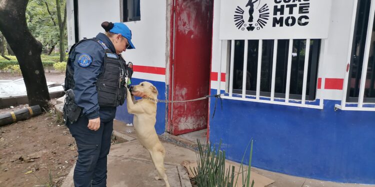 Abandonan a perrita en Parque México