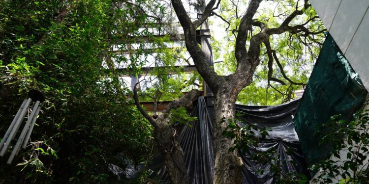 Rescatan vecinos más árboles en la BJ