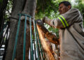Alcaldía Benito Juárez retira estructuras que dañaban árboles en la Del Valle Centro