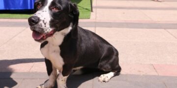 Avalan declarar el 12 de abril como Día de los Seres Sintientes en la CDMX