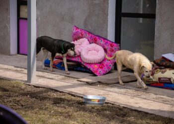 Anuncian campaña masiva de adopción para perros rescatados del Refugio Franciscano