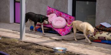 Anuncian campaña masiva de adopción para perros rescatados del Refugio Franciscano