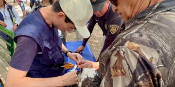 Con trabajo coordinado, se rescatan patos del Lago Huayamilpas