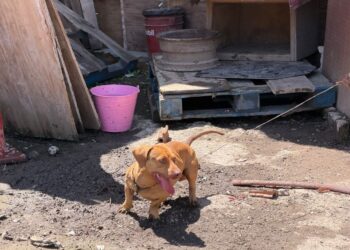 Rescatan caso de perros en la Doctores tras denuncia en redes