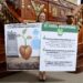 El Verde va por blindaje a semillas nativas en CDMX