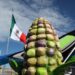 CDMX va por más maíz y tortillerías nativas