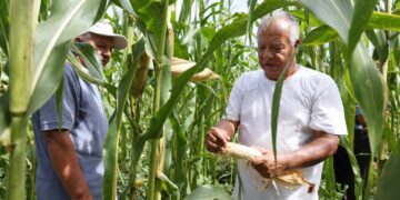 Residuos porcinos regresan al campo como nutrientes